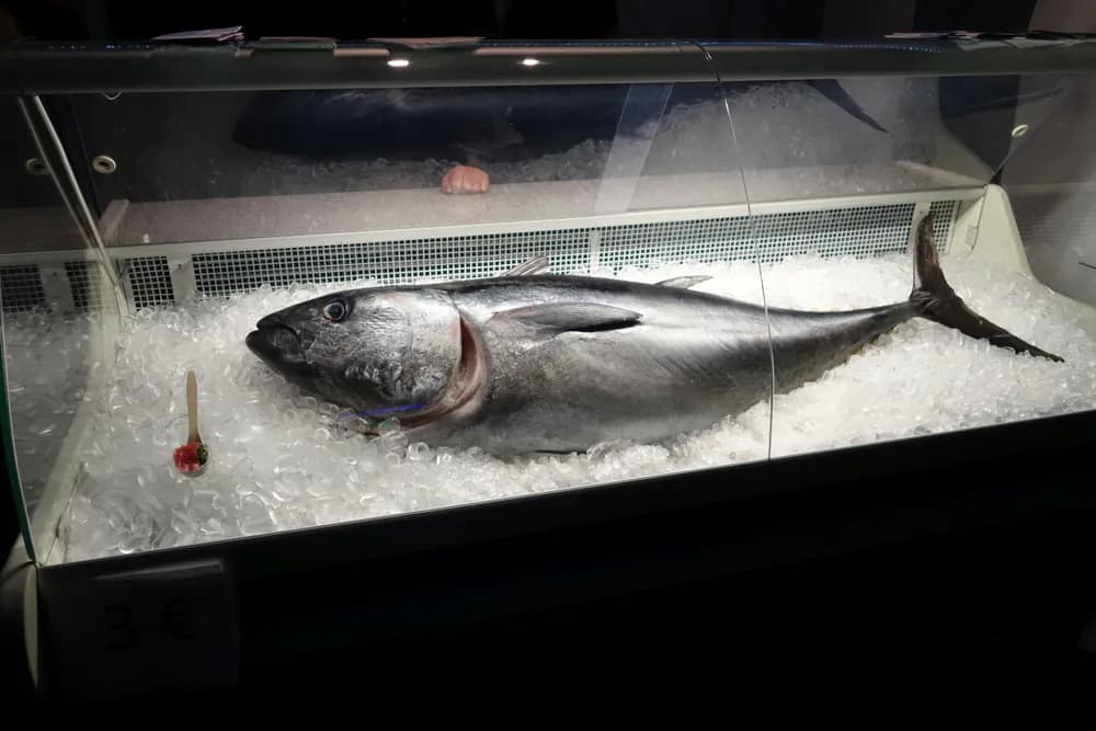 Thunfisch. Haus der Universität, Düsseldorf, 'Nacht der Wissenschaft', --, Nachhaltige Aquakultur des atlantischen Blauflossenthunfisches — Düsseldorf
